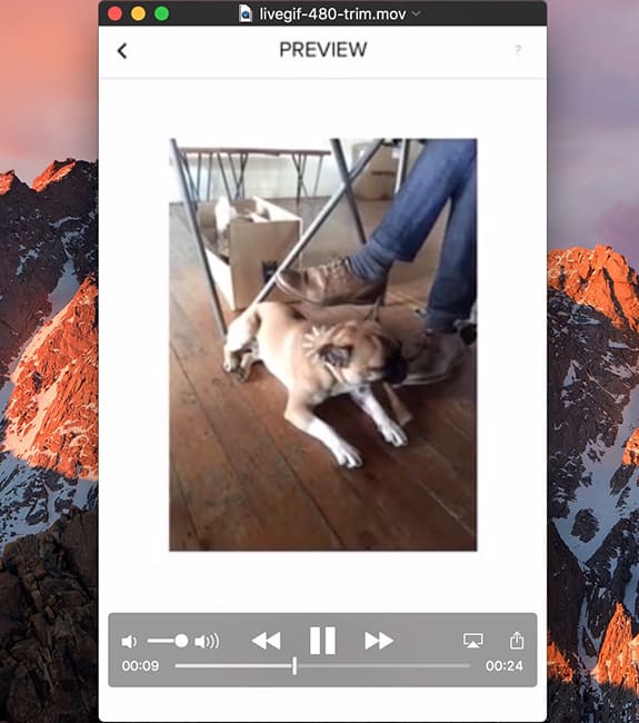 convert live photo to video on mac